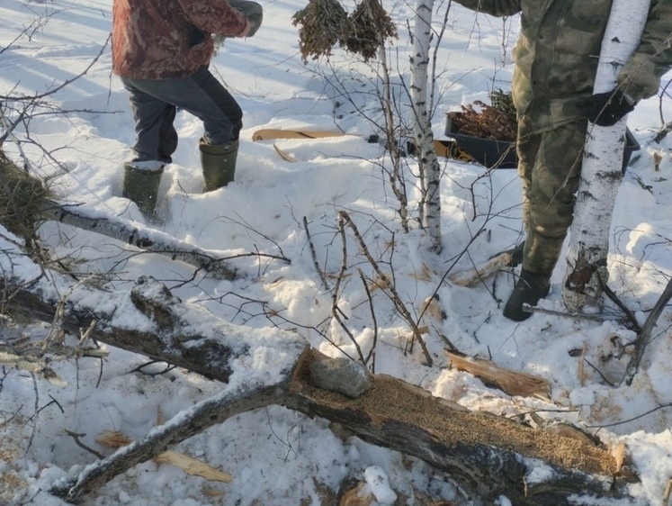 Их численности в